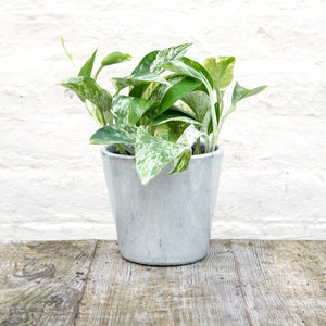 Epipremnum Aureum (Marble Queen Pothos)