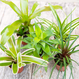 Tillandsia Cyanea (Baby Bromeliad)