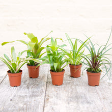 Load image into Gallery viewer, Tillandsia Cyanea (Baby Bromeliad)
