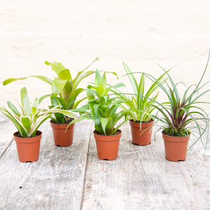 Tillandsia Cyanea (Baby Bromeliad)