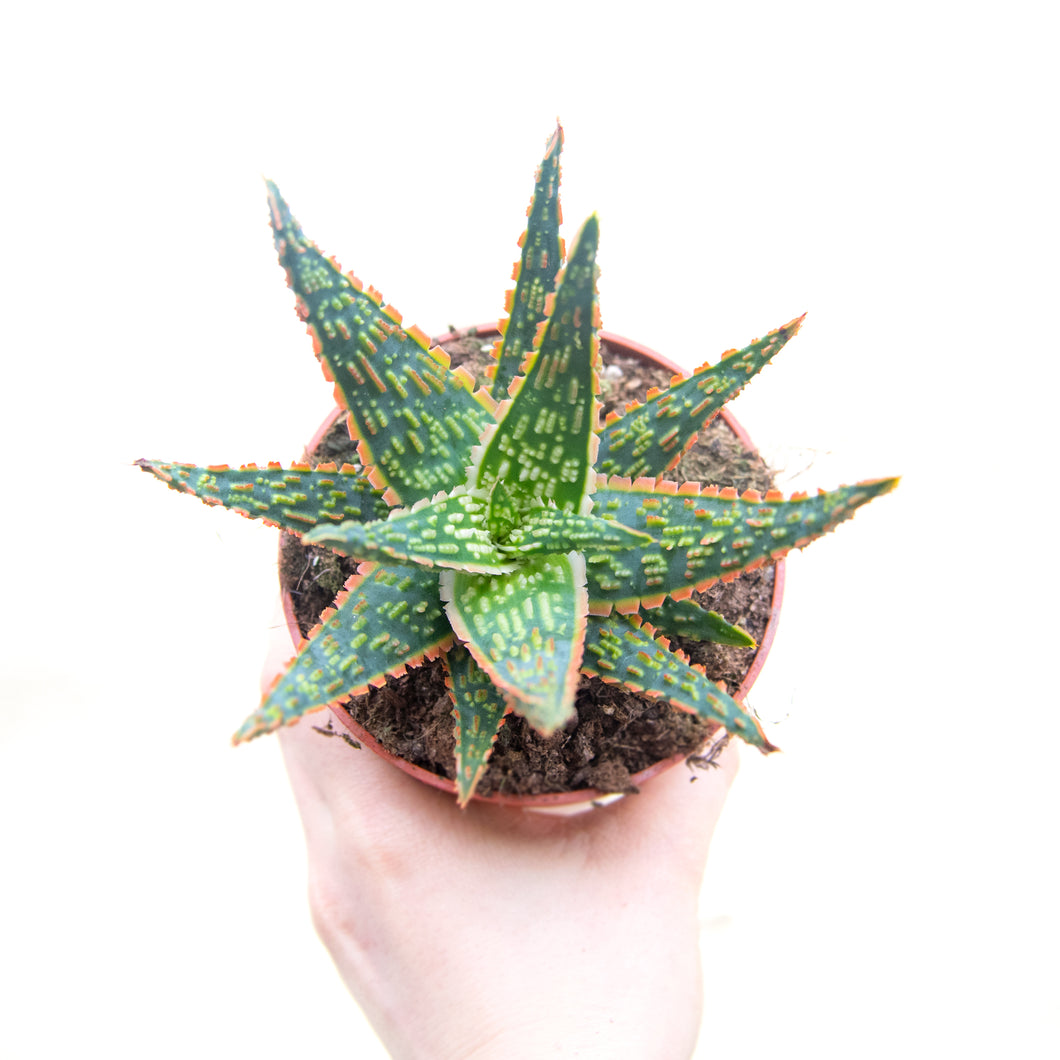 Aloe Zebrina 'Dannyz'