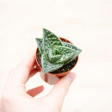 Load image into Gallery viewer, Aloe Variegata &#39;Magic&#39;
