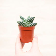 Load image into Gallery viewer, Aloe Variegata &#39;Magic&#39;

