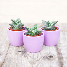 Load image into Gallery viewer, Aloe Variegata &#39;Magic&#39;
