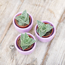 Load image into Gallery viewer, Aloe Variegata &#39;Magic&#39;
