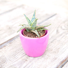 Load image into Gallery viewer, Aloe &#39;Pink Blush&#39;
