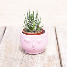 Load image into Gallery viewer, Haworthia Fasciata 'Big Band' (2 sizes)
