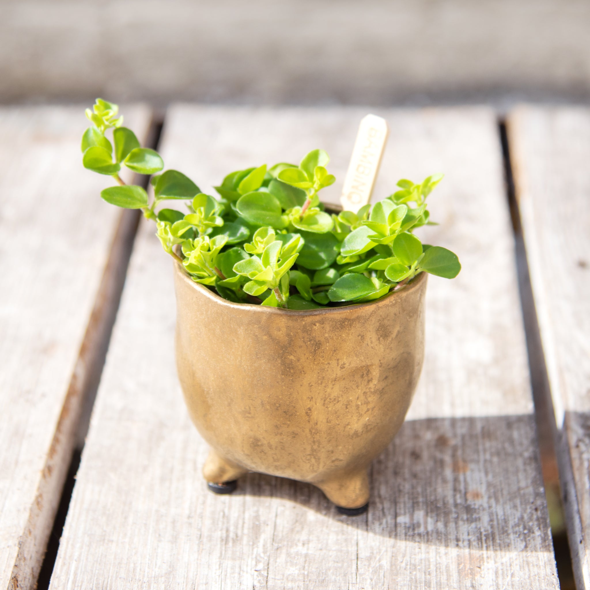 jade plant in gold tone metal pot Peperomia Rotundifolia 'Trailing Jade' (4 sizes) – Moose Plant Shop