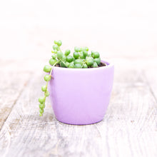 Load image into Gallery viewer, Senecio Herreianus &#39;String of Pearls&#39;
