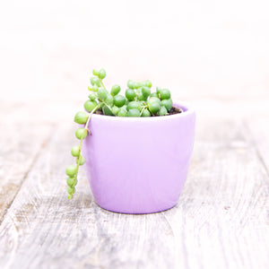 Senecio Herreianus 'String of Pearls'