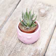 Load image into Gallery viewer, Haworthia Fasciata 'Big Band' (2 sizes)
