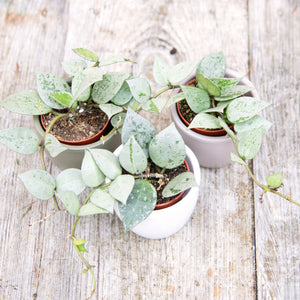 Baby Hoya Krohniana Variegated