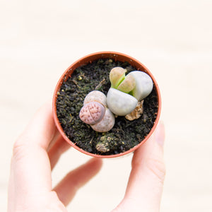 Baby Lithops 'Living Stones'