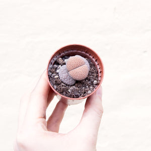 Baby Lithops 'Living Stones'