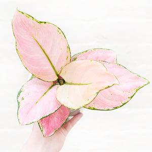 Aglaonema 'Pink Star' (Chinese Evergreen)