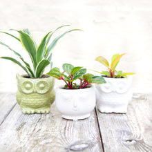 Load image into Gallery viewer, Baby Owl Plant Pot (3 colours)
