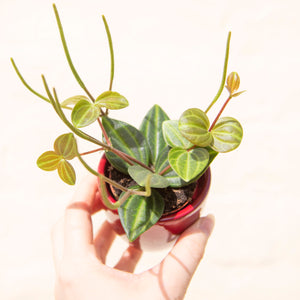 Peperomia Angulata 'Rocca Scuro' (3 sizes)