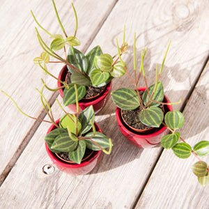 Peperomia Angulata 'Rocca Scuro' (3 sizes)