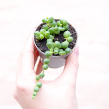 Load image into Gallery viewer, Senecio Herreianus &#39;String of Pearls&#39;
