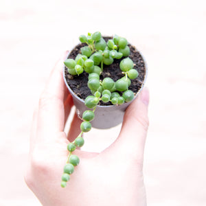 Senecio Herreianus 'String of Pearls'