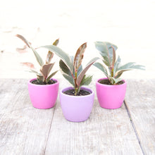Load image into Gallery viewer, Baby Ficus Elastica Tineke &#39;Rubber Plant&#39;
