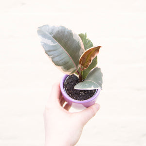 Baby Ficus Elastica Tineke 'Rubber Plant'