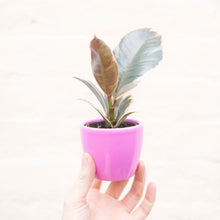 Load image into Gallery viewer, Baby Ficus Elastica Tineke &#39;Rubber Plant&#39;
