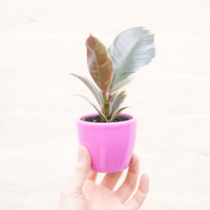 Baby Ficus Elastica Tineke 'Rubber Plant'