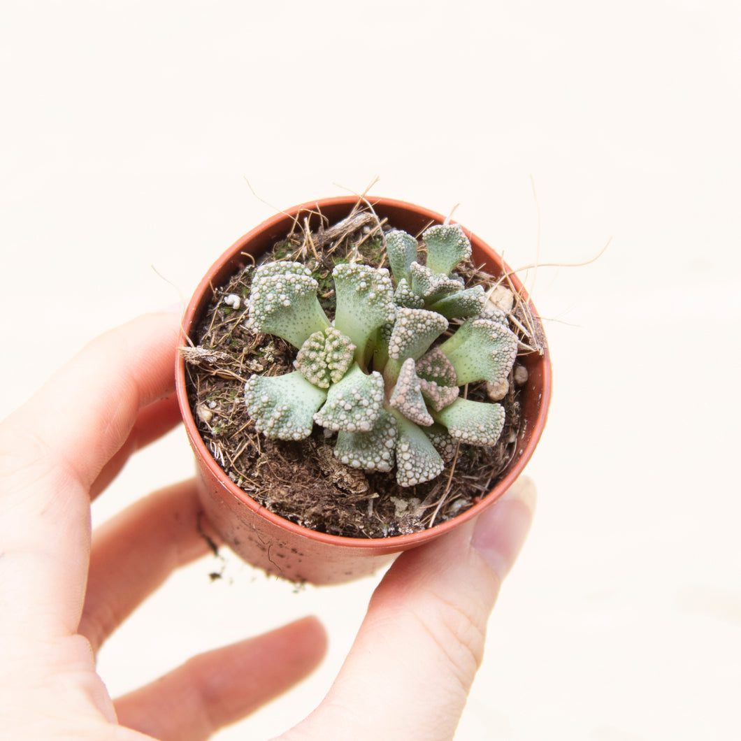 Titanopsis Calcarea 'Concrete Leaf' (2 sizes)