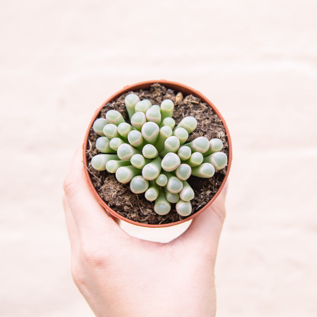 Fenestraria 'Baby Toes'