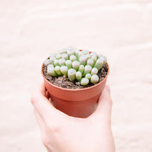 Load image into Gallery viewer, Fenestraria &#39;Baby Toes&#39;
