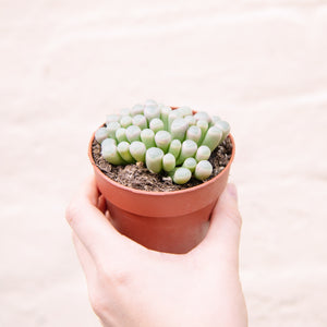 Fenestraria 'Baby Toes'
