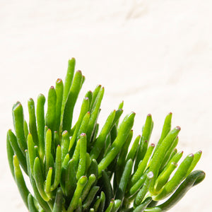 Crassula 'Hobbit' (2 sizes)