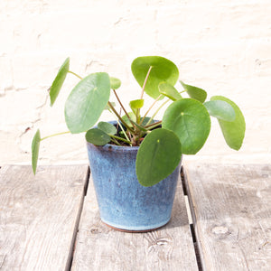Pilea Peperomioides 'Chinese Money Plant' (2 sizes)