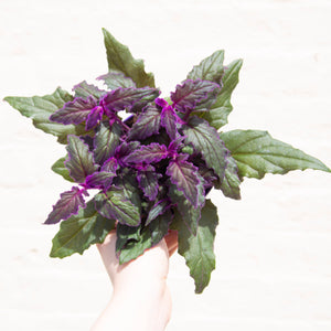 Gynura Aurantiaca 'Purple Velvet' (2 sizes)