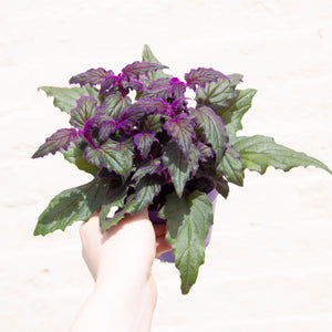 Gynura Aurantiaca 'Purple Velvet' (2 sizes)