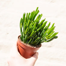Load image into Gallery viewer, Crassula &#39;Hobbit&#39; (2 sizes)
