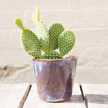 Load image into Gallery viewer, Opuntia Microdasys ‘Bunny Ears Cactus’ (2 sizes)
