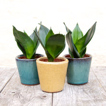 Load image into Gallery viewer, Sansevieria Trifasciata Hahnii ‘Birds Nest Snake Plant’
