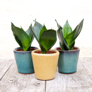Sansevieria Trifasciata Hahnii ‘Birds Nest Snake Plant’