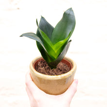 Load image into Gallery viewer, Sansevieria Trifasciata Hahnii ‘Birds Nest Snake Plant’
