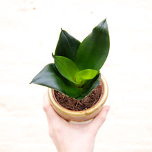 Load image into Gallery viewer, Sansevieria Trifasciata Hahnii ‘Birds Nest Snake Plant’
