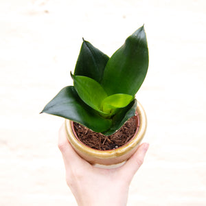 Sansevieria Trifasciata Hahnii ‘Birds Nest Snake Plant’