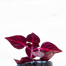 Load image into Gallery viewer, Iresine Herbstii 'Bloodleaf'
