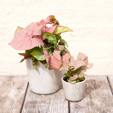 Load image into Gallery viewer, Syngonium &#39;Neon Robusta&#39; (Arrowhead Vine)
