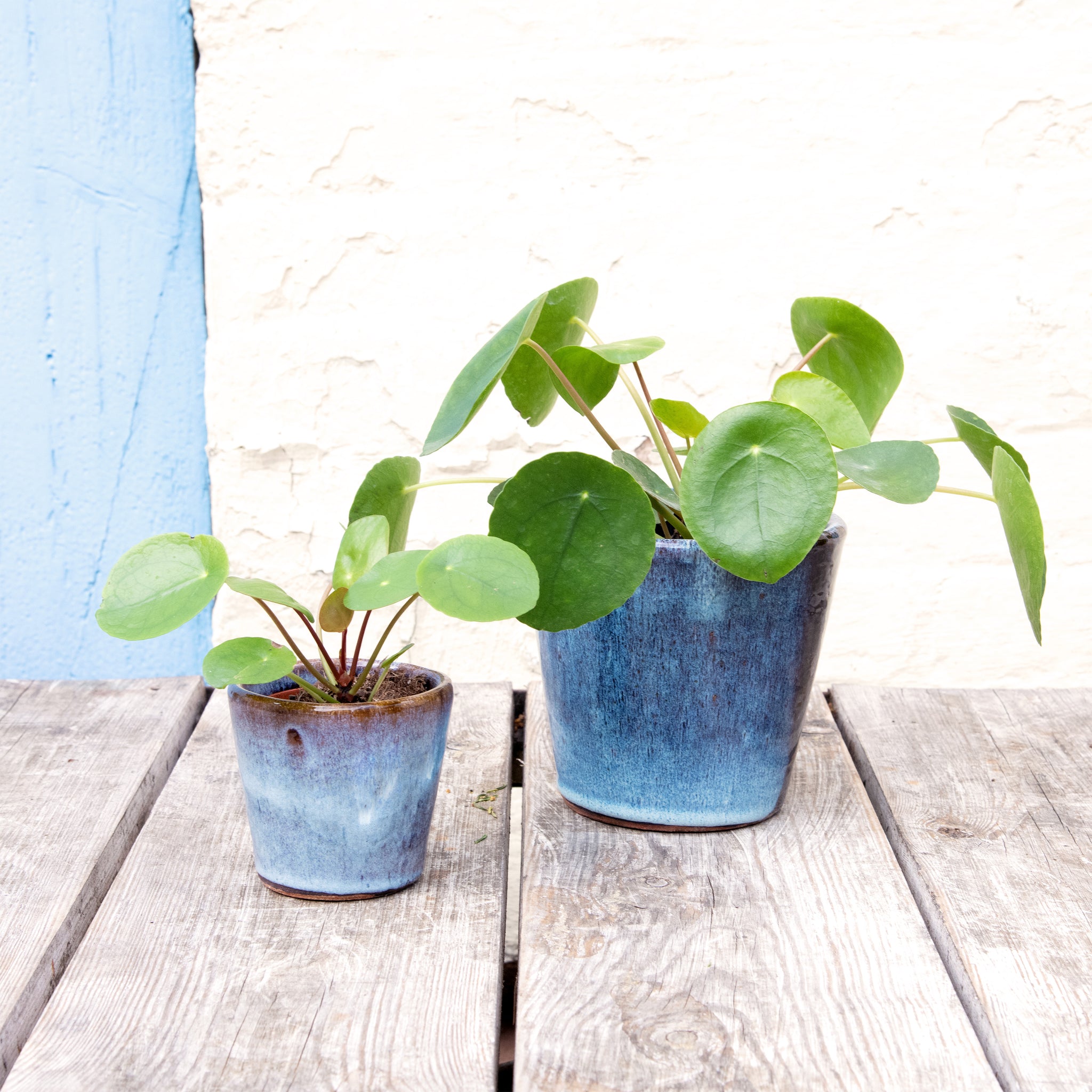 chinese money plant uk Pilea Peperomioides 'Chinese Money Plant' (2 sizes) – Moose Plant Shop