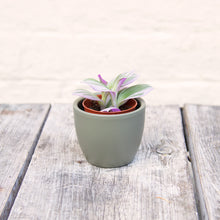 Load image into Gallery viewer, Boule Mini Plant Pot (8 colours)
