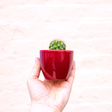 Load image into Gallery viewer, Boule Mini Plant Pot (8 colours)
