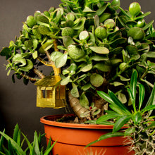 Load image into Gallery viewer, Tiny Treehouse For Your Plants
