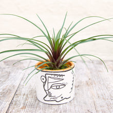 Load image into Gallery viewer, Tillandsia Cyanea (Baby Bromeliad)
